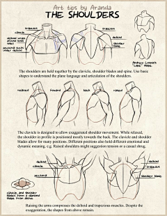 rambor_rambor采集到anatomy