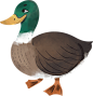 Watercolor Duck