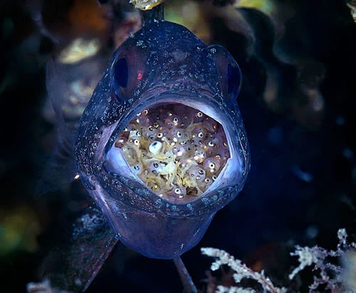   
独特的鱼类 雄性嘴部孵化鱼卵