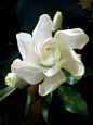 Gardenia