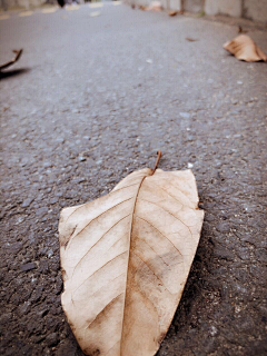 二十六画僧采集到花语