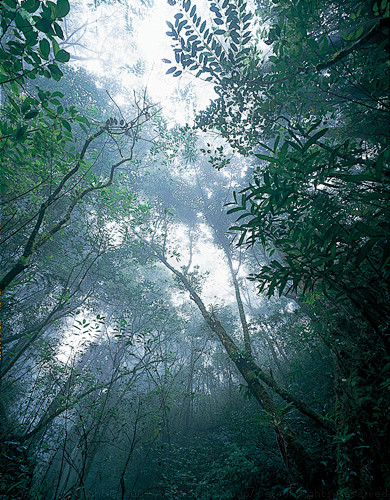 BORNEO Photographs |...