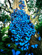 蓝色蝴蝶——南美大闪蝶（Morpho peleides），分布在墨西哥、中美洲、南美洲北部、巴拉圭及特立尼达。 大闪蝶的翅膀呈鲜艳的蓝色，是透过翅膀上的鳞片将光折射而形成。它们的翅展长7.5-20厘米。由卵至成虫的整个生命周期只有115天。.
