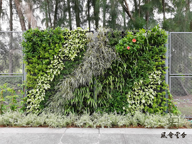 绿篱 植物墙