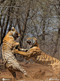 #动物也疯狂#  老虎打架就是力量与美的完美诠释~~ ​​​​