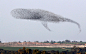 一周外媒动物图片精选_网易科技  在以色列南部，一大群迁徙的掠鸟在天空中摆出了一个酷似鲸鱼的阵型。