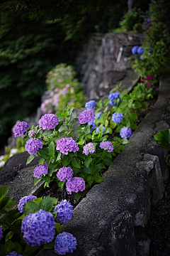紫竹水云轩采集到花都开好了