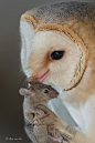 捉到一个老鼠的仓鸮，生命的轮回就像它们的表情。
Early supper.... by Arno van Zon on 500px