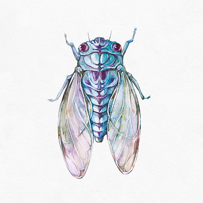 cicada