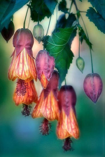 ~~Chinese Lanterns b...