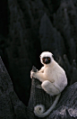 Sifaka 只存在于马达加斯加的原狐猴