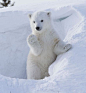 野外摄影师Greg Harvey在加拿大国家公园一个雪坑里发现一只小北极熊，小熊看见镜头没害怕，反而感觉自己萌萌哒，搔首弄姿的摆起了Pose