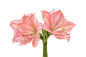 Watercolor Amaryllis Flowers