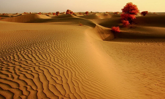 沙漠胡杨
