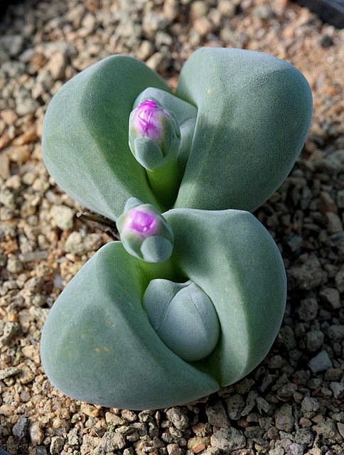 gibbaeum dispar vanw...