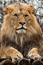 ~~Löwe ~ Majestic Lion by CROW1973~~