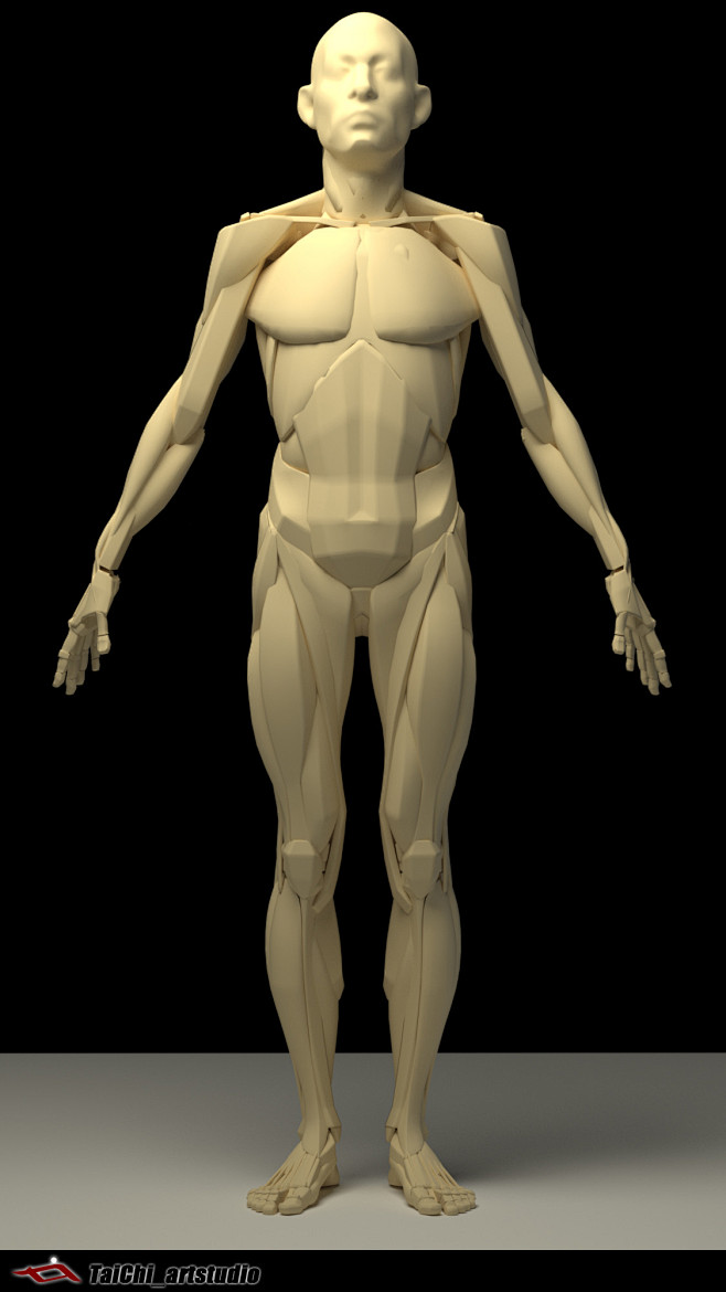The human body struc...