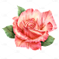 粉色玫瑰花花卉植物元素