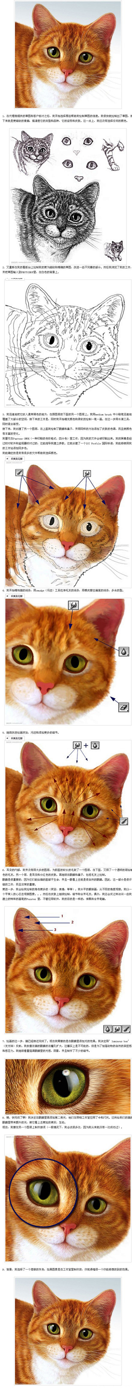 PS鼠绘超强逼真的宠物猫教程.jpg