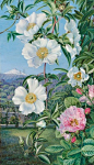 527. Cherokee Rose with the Peak of Teneriffe in the distance. botanical print by Marianne North