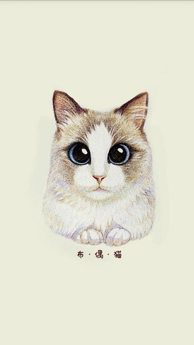 一只萌猫