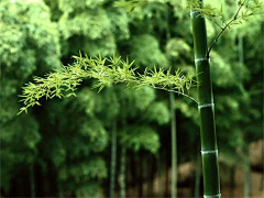 一世禅采集到屋檐下游走的光阴