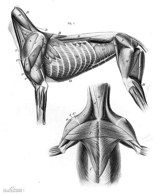 收集整理一组人体和动物的骨骼肌肉结构图_...