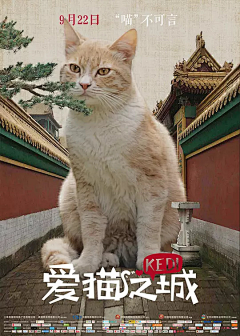 pilotfish采集到poster