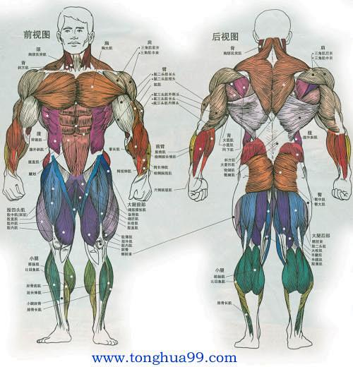 完整肌肉名的搜索结果_百度图片搜索
