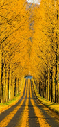 'Through the golden road,' Shiga, Japan