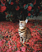 Suki是一只孟加拉猫，来自加拿大，它的主人带它去各地旅行的途中，为它拍下了各种美照 ​​​ ​​​​