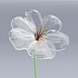 Precious Fragility 3D glass flower model on Behance
