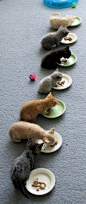 猫儿吃食排排蹲，好可爱