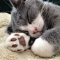 Cat Nap | Cutest Paw #喵星人#