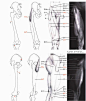 【学人体】男性腿脚肌肉块与骨骼~~~（相关微博讲的是手臂：http://t.cn/8k6zDGD ）