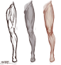 腿的肌肉 大腿结构