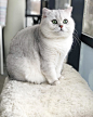 Many positions on the balcony (-2) 
#britishshorthair #britishcat #brittikissa #brittiläinenlyhytkarva #silverhair #silvercat #silvertipped #ns11 #wänttisukko #britishboy #lovemycat #modelcat #catmodel #purrfect #catscollective #instacat #meow #happyday #