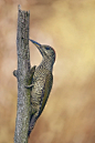 欧洲绿啄木鸟Picus viridis鴷形目啄木鸟科绿啄木鸟属
Grünspecht im Jugenkleid by Georg Scharf on 500px