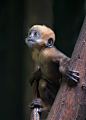 Francois's Leaf Monkey~so childlike, so like us. There can be no question that animals should be awarded personhood and the same basic rights to their bodies as human animals.