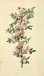 Cytisus purpueus / Purple-flowered cytisus, illustration from Flora Conspicua, published in 1826  |  View book online: http://openlibrary.org/books/OL13520643M/Flora_conspicua