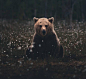 芬兰摄影师Konsta Punkka与森林中的动物们~ 