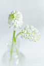 White Muscari（葡萄风信子）