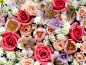 flowers tulips - Wallpaper (#1066732) / Wallbase.cc