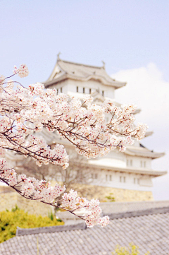 天空瓦蓝瓦蓝采集到樱花