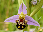 happy flower (bee orchid) | Orchids Majestic Beauty