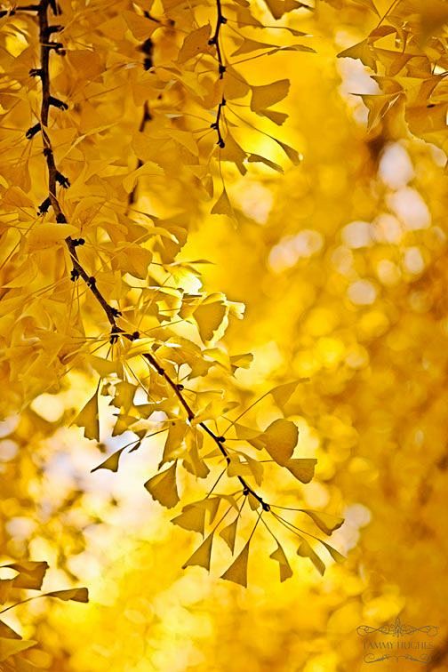 Golden ginkgo tree: 