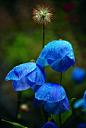 flowersgardenlove:Meconopsis ‘craerae’ Beautiful gorgeous pretty flowers
