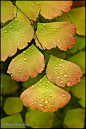 notyourgramma: raindrops on maidenhair - crescentmoon