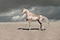超罕见品种 被称为来自“天堂”的马 : 据美国boredpanda网站报道，这种马被称为全世界最美丽的马。