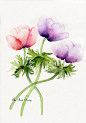 Floral Art Watercolor painting Original Anemones Spring Celebrations flowers Gardens outdoors